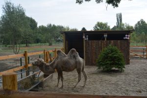 Зоопаркът в град Павликени се сдоби с ново попълнение